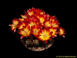 Sulcorebutia tarabucoensis v. callecallensis L389 2166